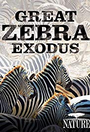 Great Zebra Exodus (2013)
